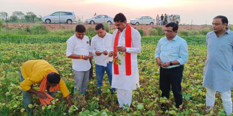 कृषि मंत्री ने सिवनीमालवा के ग्राम गाडरिया में किया मूंग फसल का निरीक्षण,मूंग फसल के बेहतर उत्पादन से किसानों के आर्थिक समृद्धि के द्वार खुलें : कृषि मंत्री श्री कमल पटेल