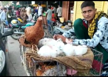 देशी मुर्गा के साथ खुलेआम बिक रहे खरगोस पशु पक्षी प्रेमियों ने शिकायत कर कार्यवाही की मांग