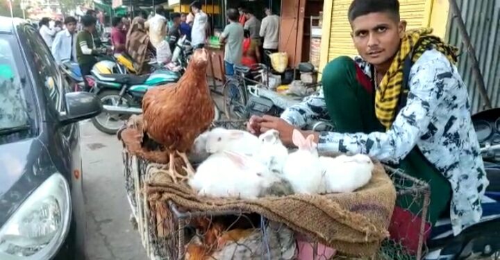 देशी मुर्गा के साथ खुलेआम बिक रहे खरगोस पशु पक्षी प्रेमियों ने शिकायत कर कार्यवाही की मांग