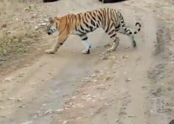 पन्ना टाइगर रिजर्व सफारी का भ्रमण किया। इस दौरान वनराज के साथ प्राकृतिक वातावरण VIDEO