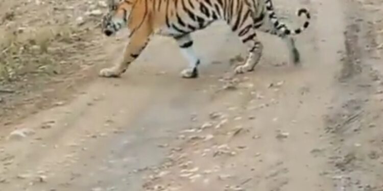 पन्ना टाइगर रिजर्व सफारी का भ्रमण किया। इस दौरान वनराज के साथ प्राकृतिक वातावरण VIDEO