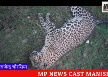 कटनी ब्रेकिंग- संदिग्ध परिस्थिति में मिला तेंदुआ का शव… ढीमरखेड़ा (पान उमरिया) वन परिक्षेत्र करौंदी बीट के राजस्व एरिया में मिला मादा तेंदुआ का शव