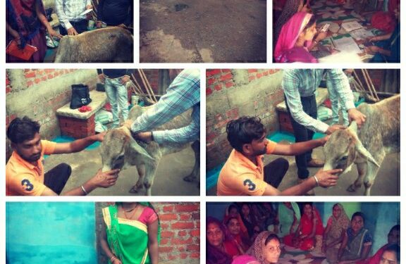 पशु सखी ने बछड़े का इलाज करवाया