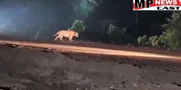 औबेदुल्लागंज में NH-46 पर शाहगंज जोड़ के पास दिखा टाइगर, वाहन चालकों ने बनाया वीडियो, रातापानी_अभ्यारण के बरखेड़ा रेंज के मामला, देखें VIDEO 