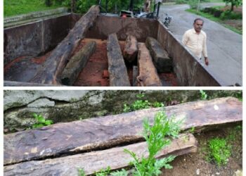 सागौन की बनी सिल्लीया जप्त,