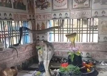 देखिऐ वायरल वीडियो शिवजी के प्रिय भक्त
