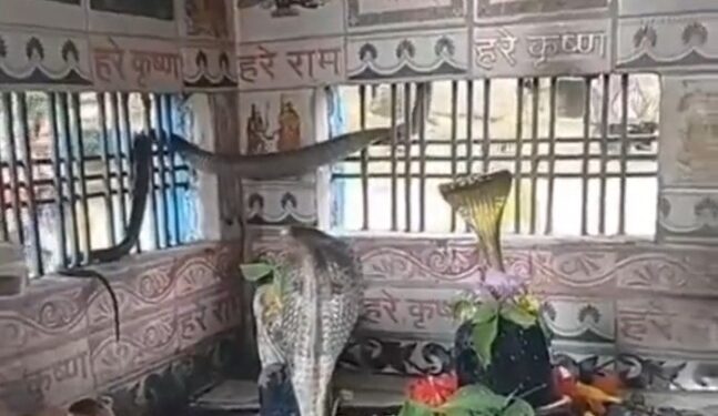 देखिऐ वायरल वीडियो शिवजी के प्रिय भक्त