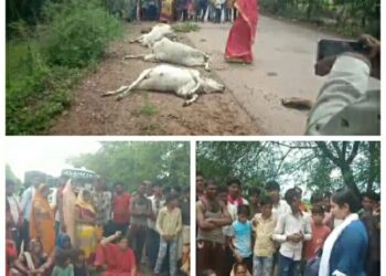 चार गाय को ट्रक ने कुचला ट्रक मौके से फरार आक्रोश ग्रामीणों ने किया चक्का जाम मुख्य भूमिका में कांग्रेस महिला जिला अध्यक्ष जीराबाई पटेल..