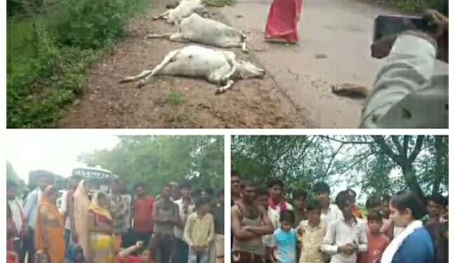 चार गाय को ट्रक ने कुचला ट्रक मौके से फरार आक्रोश ग्रामीणों ने किया चक्का जाम मुख्य भूमिका में कांग्रेस महिला जिला अध्यक्ष जीराबाई पटेल..