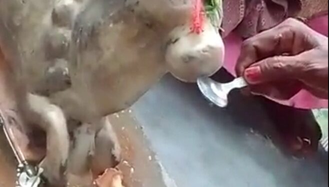 नंदी का दूध पीते वीडियो हुआ वायरल,गंगाजल और दूध पीते वीडियो वायरल