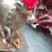 नंदी का दूध पीते वीडियो हुआ वायरल,गंगाजल और दूध पीते वीडियो वायरल
