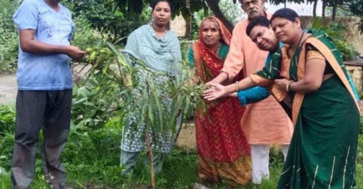 नर्मदा टाउनशिप कॉलोनी के नर्मदेश्वर मंदिर प्रांगण में कॉलोनी वासियों ने वृक्षारोपण किया