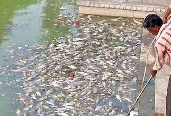 जलाशय को मछली पालन हेतु पट्टे पर देने हेतु आवेदन देने के अंतिम तिथि 11 जुलाई
