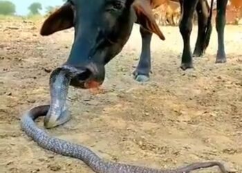 OMG..क्या हुआ जब दुनिया के सबसे जहरीले सांप कोबरा और गाय का हुआ सामना देखिए वायरल VIDEO