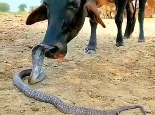 OMG..क्या हुआ जब दुनिया के सबसे जहरीले सांप कोबरा और गाय का हुआ सामना देखिए वायरल VIDEO