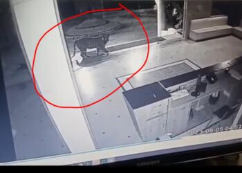 टाइगर की एंट्री, विद्यार्थी और स्टाफ दहशत में, आज सुबह कुलपति के केबिन तक जा पहुंचा बाघ, CCTV में कैद हुआ नजारा, देखें