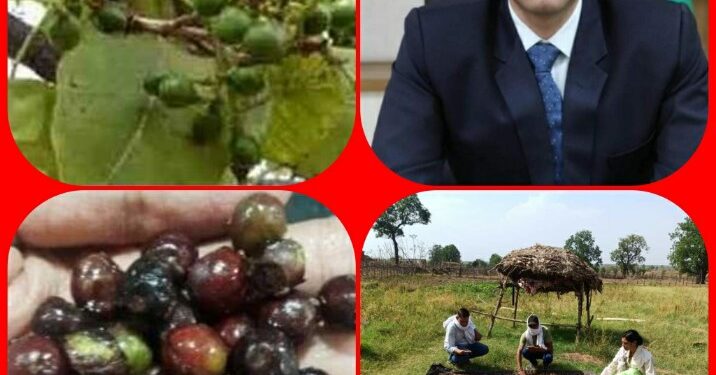 निपनिया और केवलारी में 4 हजार अचार चिरौंजी के पौधों का होगा वृहद पौधारोपण  हर व्यक्ति रोपेगा 30-30 पौधे, कृषक रूचि समूह और खाद्य सुरक्षा समूह करेगा कृषकों की मदद