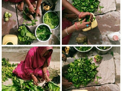 कृषि सखी ने बनाया पोषण वाटिका