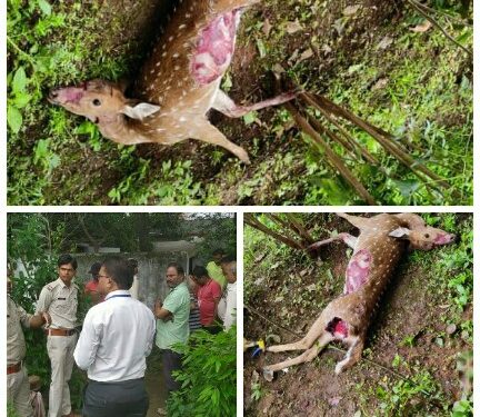 छिंदवाड़ा कैमरे में कैद नहीं हो सका तेंदुआ, अब घरों में लगे कैमरों के सीसीटीवी फुटेज खंगालेगा विभाग*