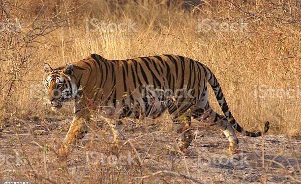 कुख्यात अंतर्राष्ट्रीय बाघ तस्कर आदिन सिंह उर्फ कल्ला बावरिया स्टेट टाइगर स्ट्राइक फोर्स मध्यप्रदेश की गिरफ्त में…
