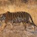 कुख्यात अंतर्राष्ट्रीय बाघ तस्कर आदिन सिंह उर्फ कल्ला बावरिया स्टेट टाइगर स्ट्राइक फोर्स मध्यप्रदेश की गिरफ्त में…