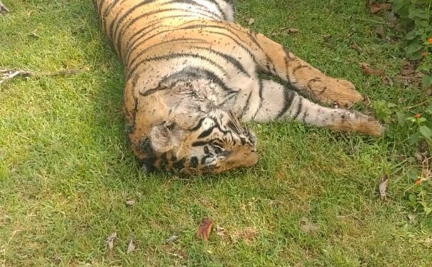 सांदिग्ध परिस्थिति में मिला बाघिन का शव,जांच में जुटे बांधवगढ टाइगर रिजर्व प्रबंधन के अधिकारी,