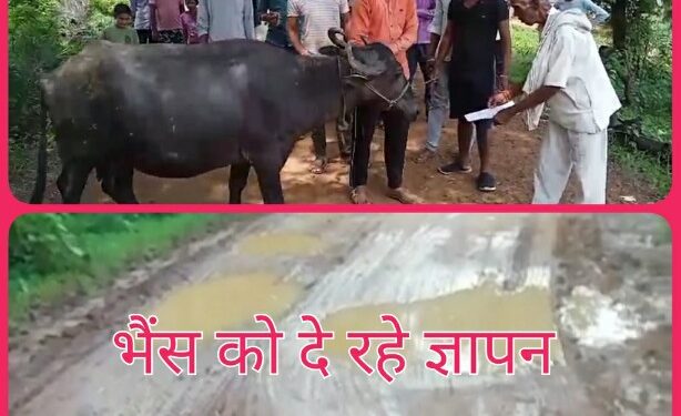 *सालों से पक्के सड़क मार्ग के लिए तरस्ते ग्रामीणो ने किया अनोखा विरोध प्रदर्शन, भैंस के आंगे बीन बजा कर दिया आवेदन*