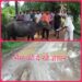 *सालों से पक्के सड़क मार्ग के लिए तरस्ते ग्रामीणो ने किया अनोखा विरोध प्रदर्शन, भैंस के आंगे बीन बजा कर दिया आवेदन*