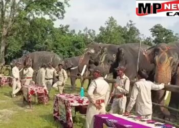 उमरिया बांधवगढ़ टाइगर रिजर्व में 7 दिवसीय हाथी महोत्सव की शुरुआत, सभी हाथियों को केला, सेव, गन्ना खिलाकर की खातिरदारी