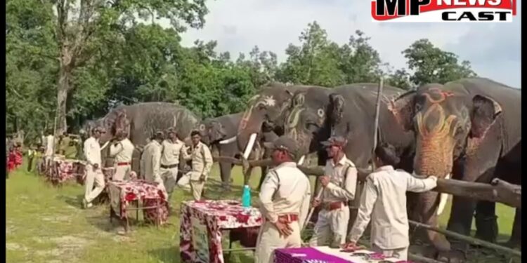 उमरिया बांधवगढ़ टाइगर रिजर्व में 7 दिवसीय हाथी महोत्सव की शुरुआत, सभी हाथियों को केला, सेव, गन्ना खिलाकर की खातिरदारी