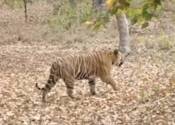 देखिए VIDEO बांधवगढ़ टाइगर रिजर्व क्षेत्र में बाघ का रेस्क्यू, पतौर रेंज अतंर्गत आने वाले ग्राम बमेरा में वृद्ध पर किया हमला