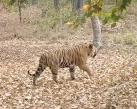 देखिए VIDEO बांधवगढ़ टाइगर रिजर्व क्षेत्र में बाघ का रेस्क्यू, पतौर रेंज अतंर्गत आने वाले ग्राम बमेरा में वृद्ध पर किया हमला
