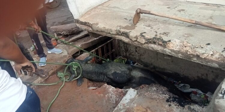 कटनी ब्रेकिंग समाचार देखे VIDEO