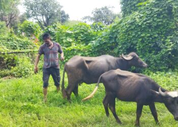 छिरपुरा कृषक भैंस पलकों से परेशान