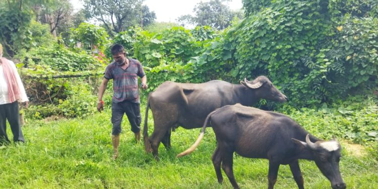 छिरपुरा कृषक भैंस पलकों से परेशान
