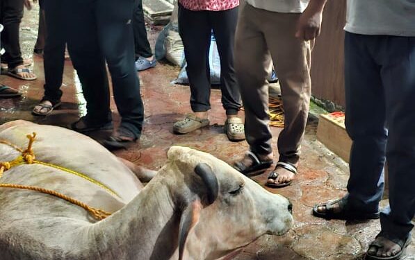 कटनी में माँ लक्ष्मी गौसेवा समिति के सदस्यों ने 2 घंटे के अथक प्रयासों से गाय की बच्चेदानी को किया अंदर। पशु चिकित्सालय के स्टाफ ने दिया सहयोग।