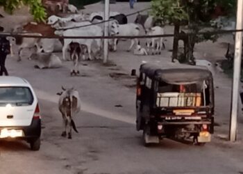 देवेंद्र नगर की सड़को मे आवारा मवेशियों का जमावड़ा  नगर की गोबर मय सड़को के बीच चल रहा स्वक्षता अभियान