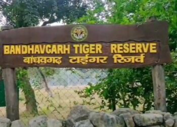 उमरिया बांधवगढ़ टाइगर रिजर्व क्षेत्र में बाघ का आतंक, हमले में एक और व्यक्ति की मौत; देखें VIDEO