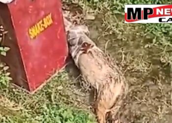 सागर अजगर ने सियार को निगला, रास्ते से गुजर रहे ग्रामीणों ने दी वन विभाग को सूचना, रेस्क्यू करने पहुंची टीम को देखकर उगल दिया सियार