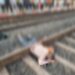 पटरी क्रॉस करते समय मेन लाइन पर गिरा अधेड़ दो हिस्सों में बंटा सिहोरा रोड रेलवे स्टेशन के आउटर की घटना : हादसा या हत्या जीआरपी पुलिस मामले की जांच में जुटी
