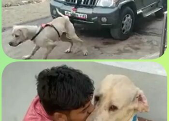 सुल्तान स्कॉर्पियो गाड़ी तक खींच लेता था..  ट्रेनर ने बेजुबान सुल्तान को फांसी पर लटकाया…!
