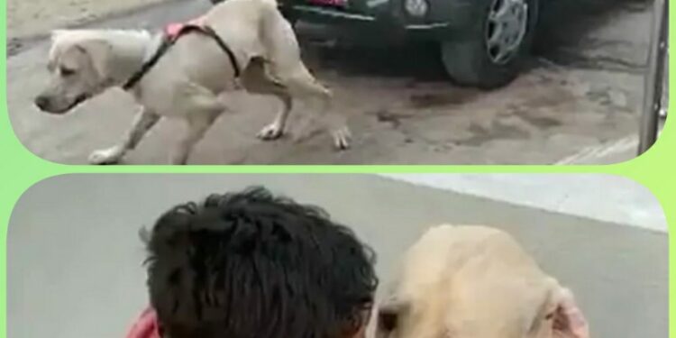 सुल्तान स्कॉर्पियो गाड़ी तक खींच लेता था..  ट्रेनर ने बेजुबान सुल्तान को फांसी पर लटकाया…!