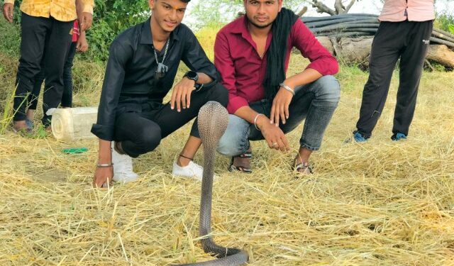 करीब 4 से 5 फीट लंबा कोबरा प्रजाति का सांप 20 फीट गहरे कुएं में गिर गया था जिसे सर्प मित्र निकाला