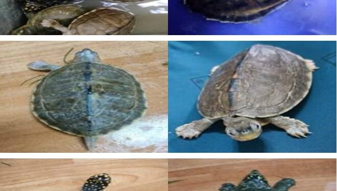 दुर्लभ प्रजाति के कछुओं की बड़ी खेप पकड़ी, 2 तस्कर गिरफ्तार, देखे फोटो