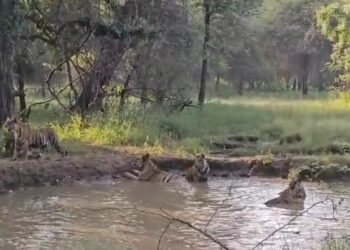 पन्ना टाइगर रिजर्व पानी के कुंड में मौज मनाते दिखे एक साथ पांच बाघ, आईऐ देखते VIDEO
