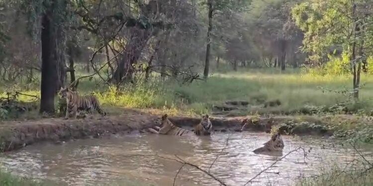 पन्ना टाइगर रिजर्व पानी के कुंड में मौज मनाते दिखे एक साथ पांच बाघ, आईऐ देखते VIDEO