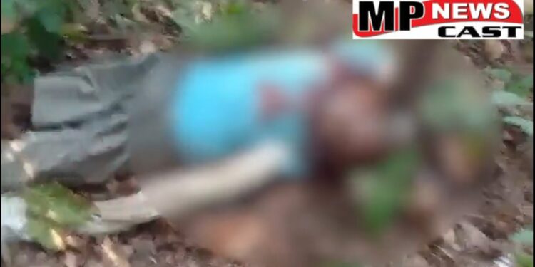 उमरिया  फिर हुआ टाइगर अटैक देखे VIDEO