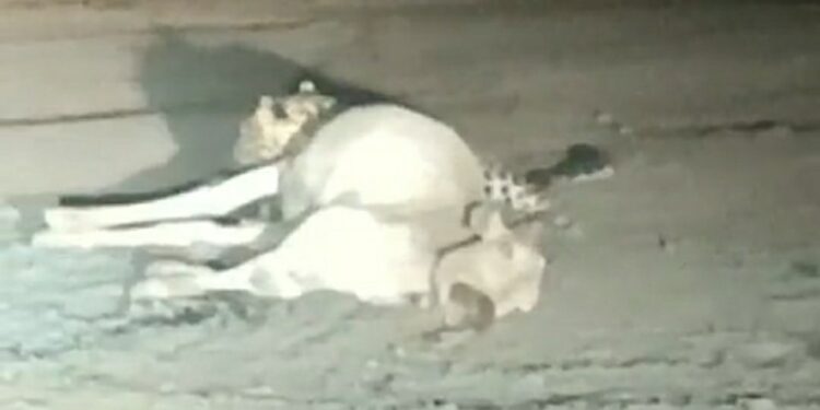 तेंदुए ने गाय का किया शिकार,ग्रामीणों मे दहशत का महौल देखे VIDEO