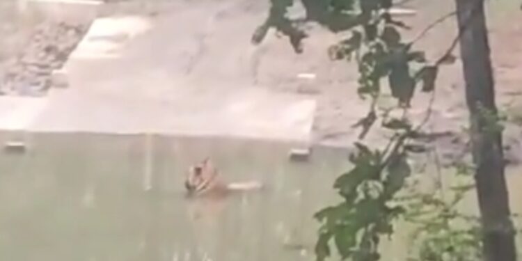 बाघ ने रोका सैलानियों का रास्ता देखे VIDEO