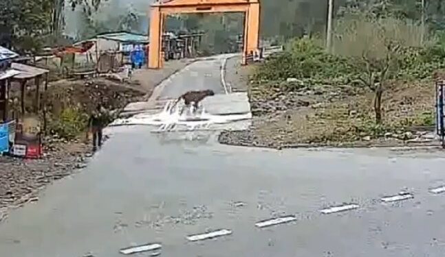 देखे VIDEO युवक कैसे बाध का निवाला बनने से बचा
